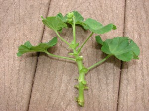 4-6 inch stem cutting